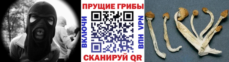 Псилоцибиновые грибы MAGIC MUSHROOMS  где купить наркоту  это как зайти  Мышкин 